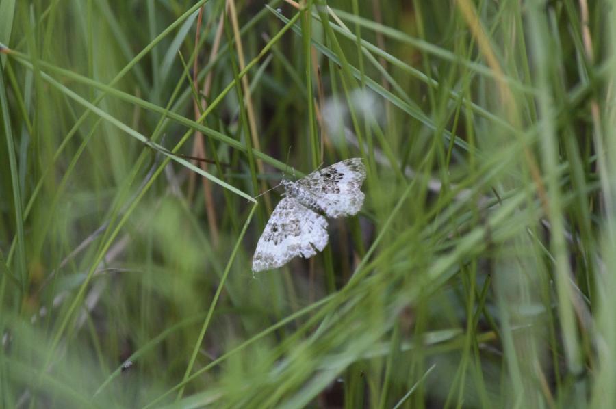 Kleiner weißer Falter *Foto*