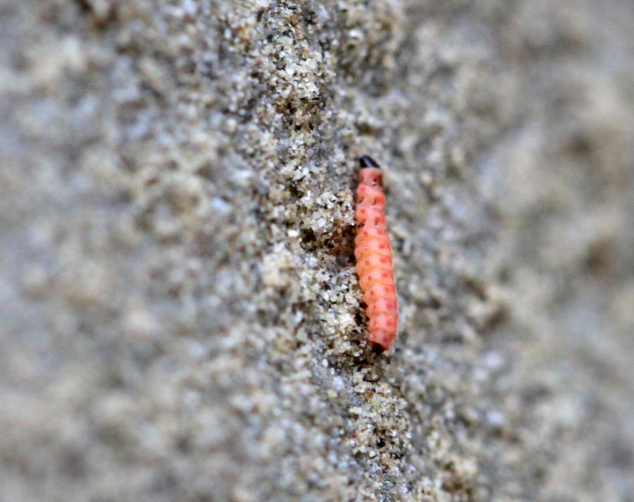 Kleine rote Raupe Falter oder nicht ? *Foto*