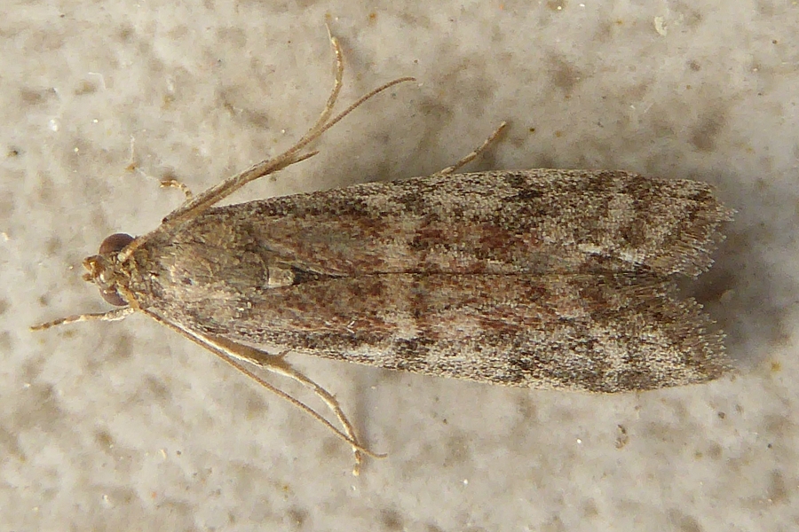 Ephestia elutella ?? *Foto*