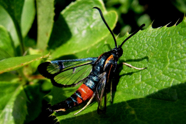 papillomaviridae patologia