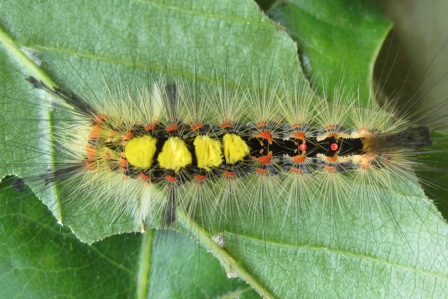 Orgyia antiqua bereits erwachsene Raupe?? *Foto* Orgyia antiqua bereits erwachsene Raupe?? *Foto*