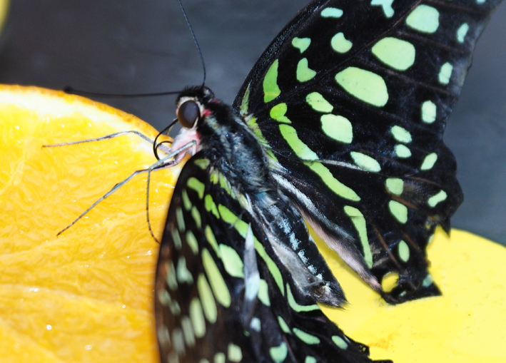 Tropische Schmetterlingsschau Im Botanischen Garten Linz Foto