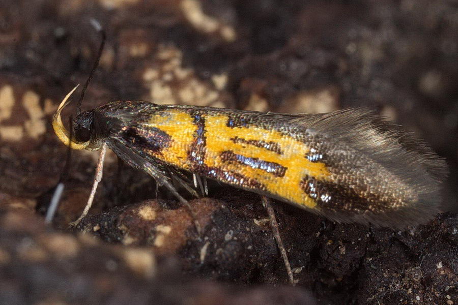 Schiffermuelleria schaefferella LepiWiki