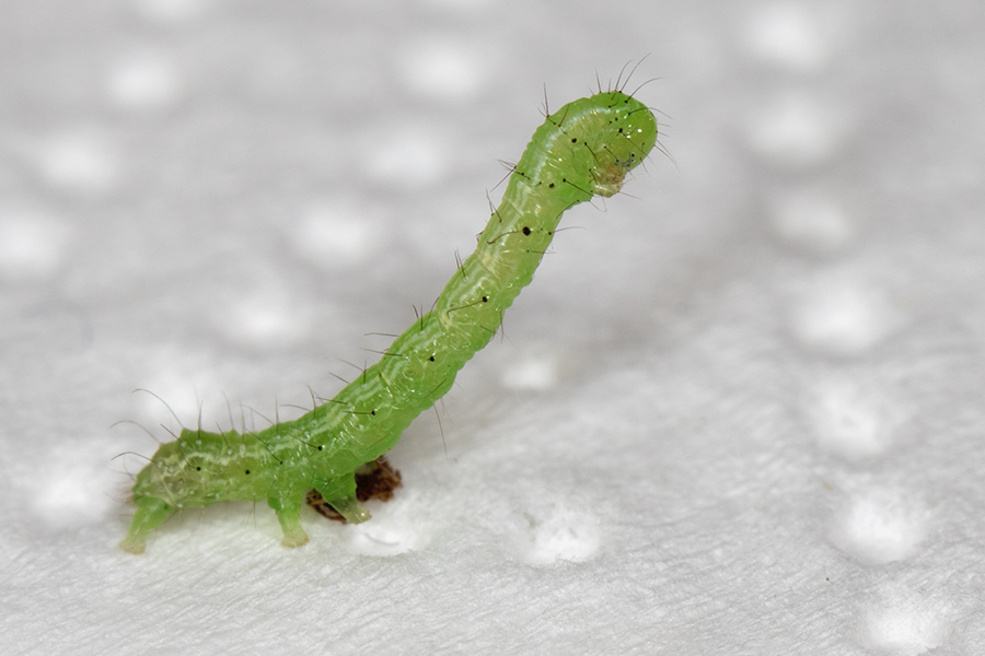 Chrysodeixis Chalcites Im Dez Ch Zuchtbericht Foto