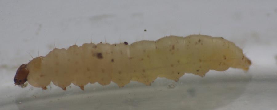 Bestimmungshilfe des Lepiforums Glyphipterix Loricatella