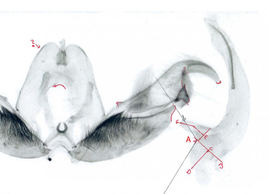 Re Fortsetzung 2 Stenoptilia *Foto*
