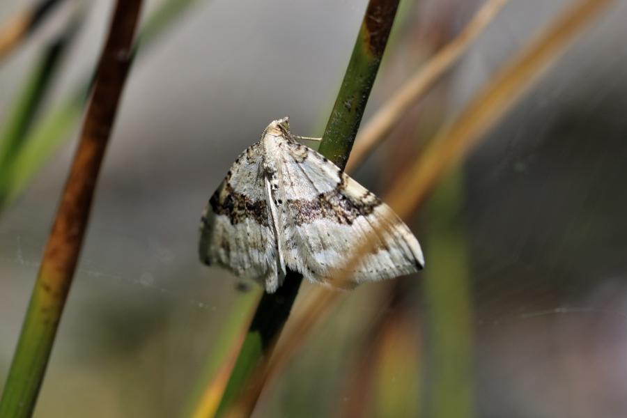 Bestimmungshilfe des Lepiforums Fotouebersicht Xanthorhoini 3