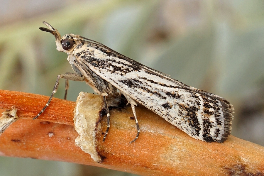 Ancylosis uncinatella LepiWiki
