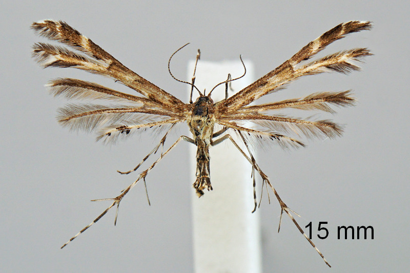 Bestimmungshilfe des Lepiforums Fotouebersicht Pterophorinae Gesamt 9