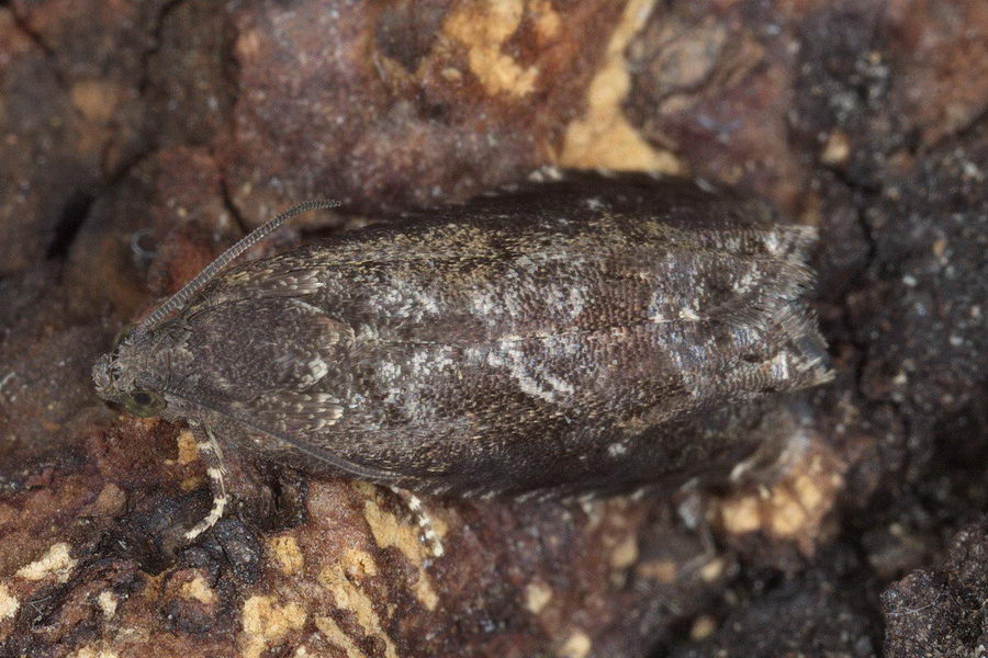 Grapholita molesta Weibchen *Foto*