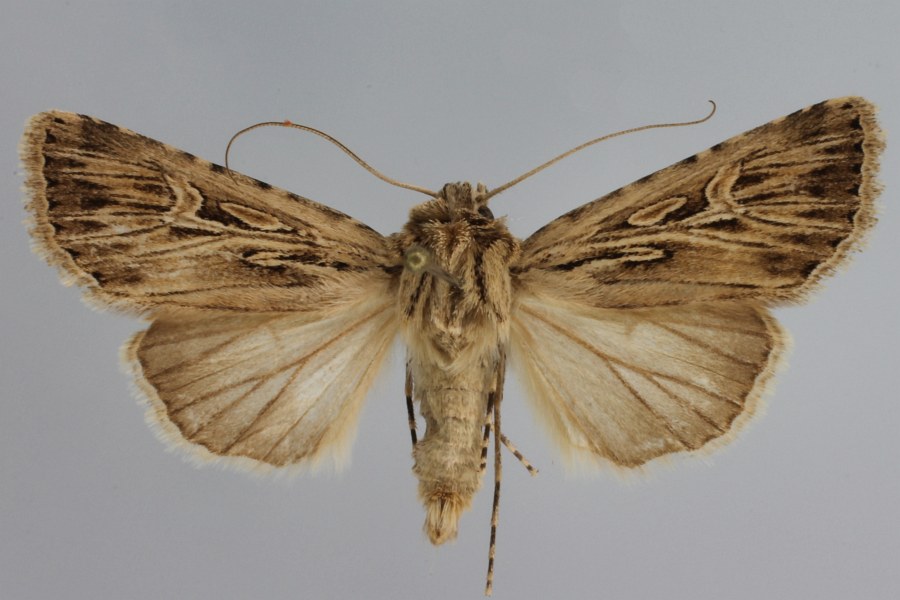 Noctuidae_24. *Foto*