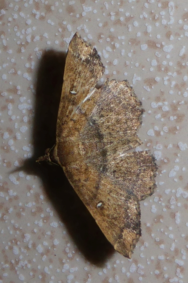 Geometridae ? (1) *Foto*