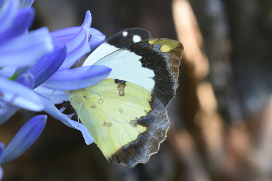 Bestimmungshilfe des Lepiforums Eronia Cleodora