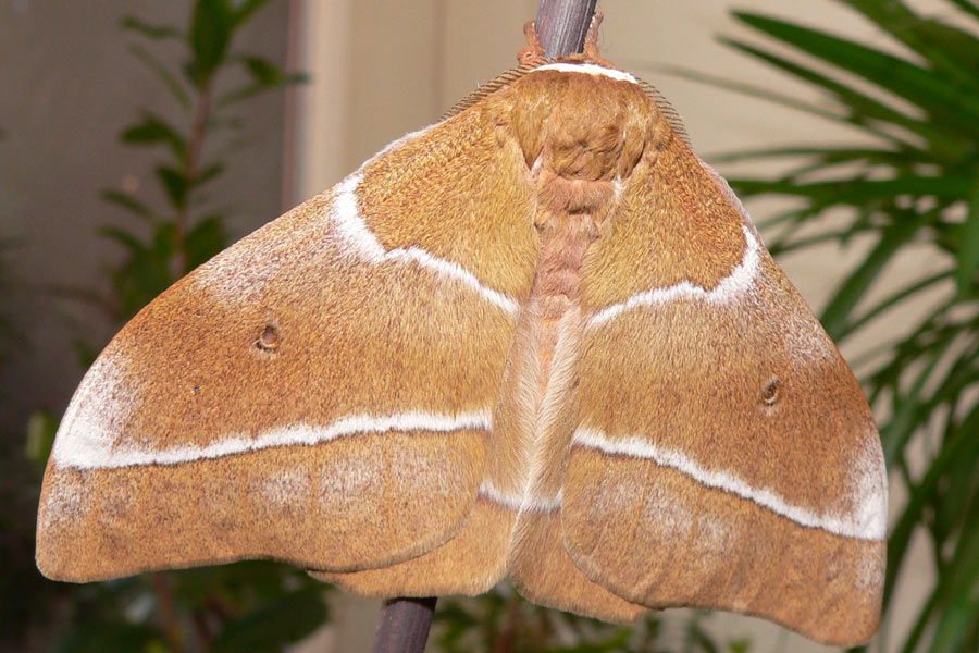 Gonimbrasia belina LepiWiki