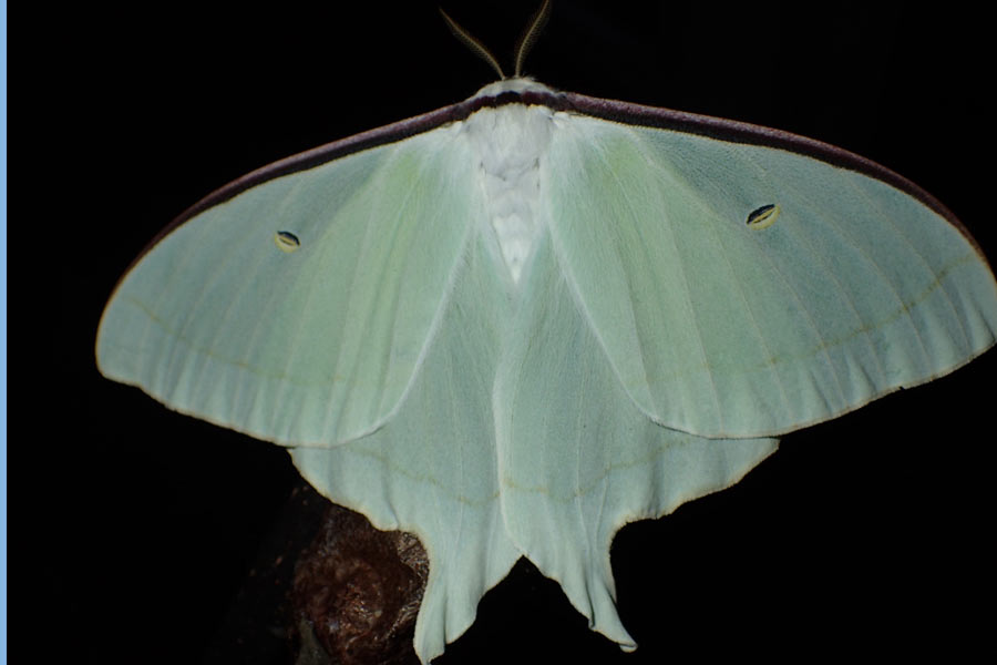 Actias aliena LepiWiki